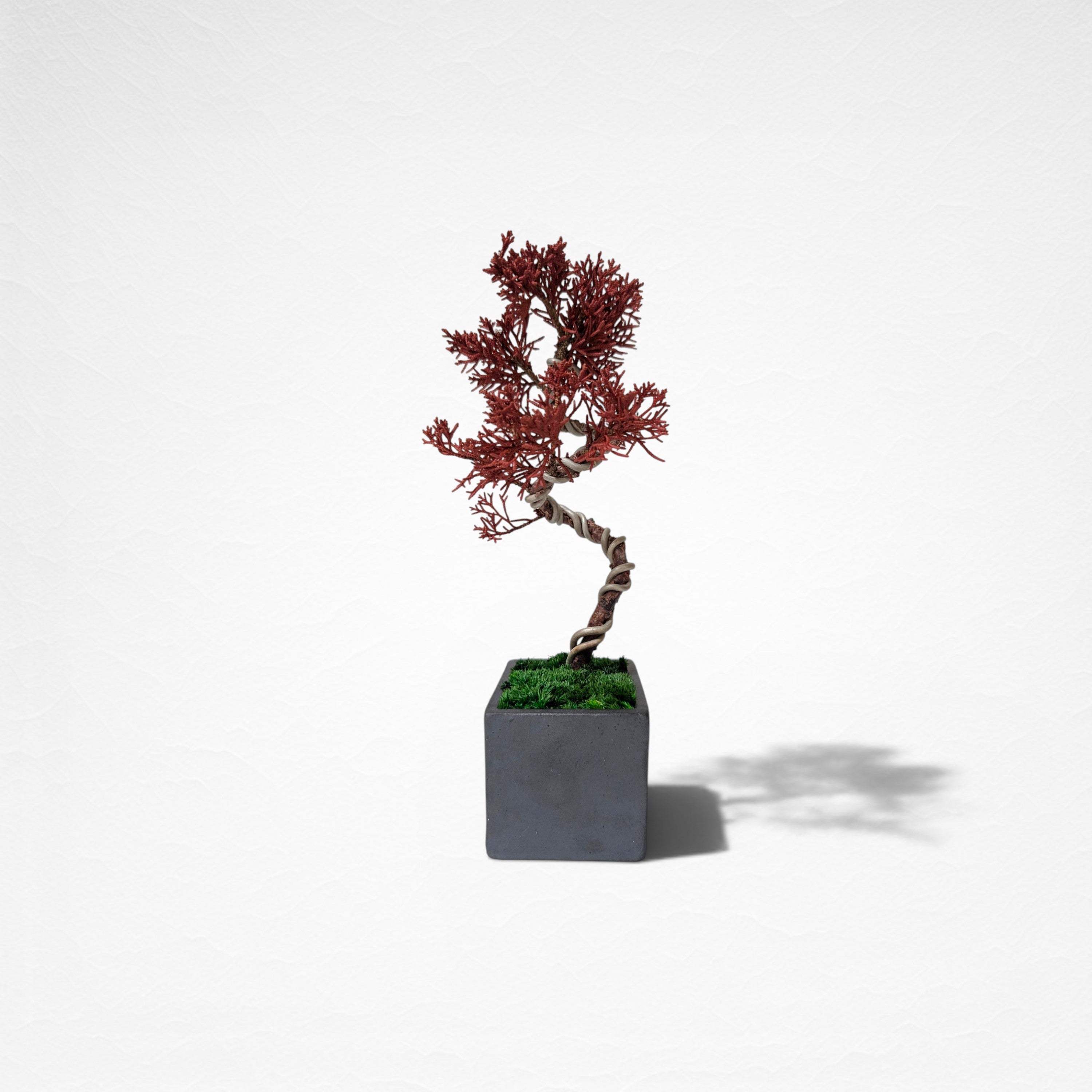 【TOKIWA BONSAI】 プリザーブド盆栽 真柏 T260603