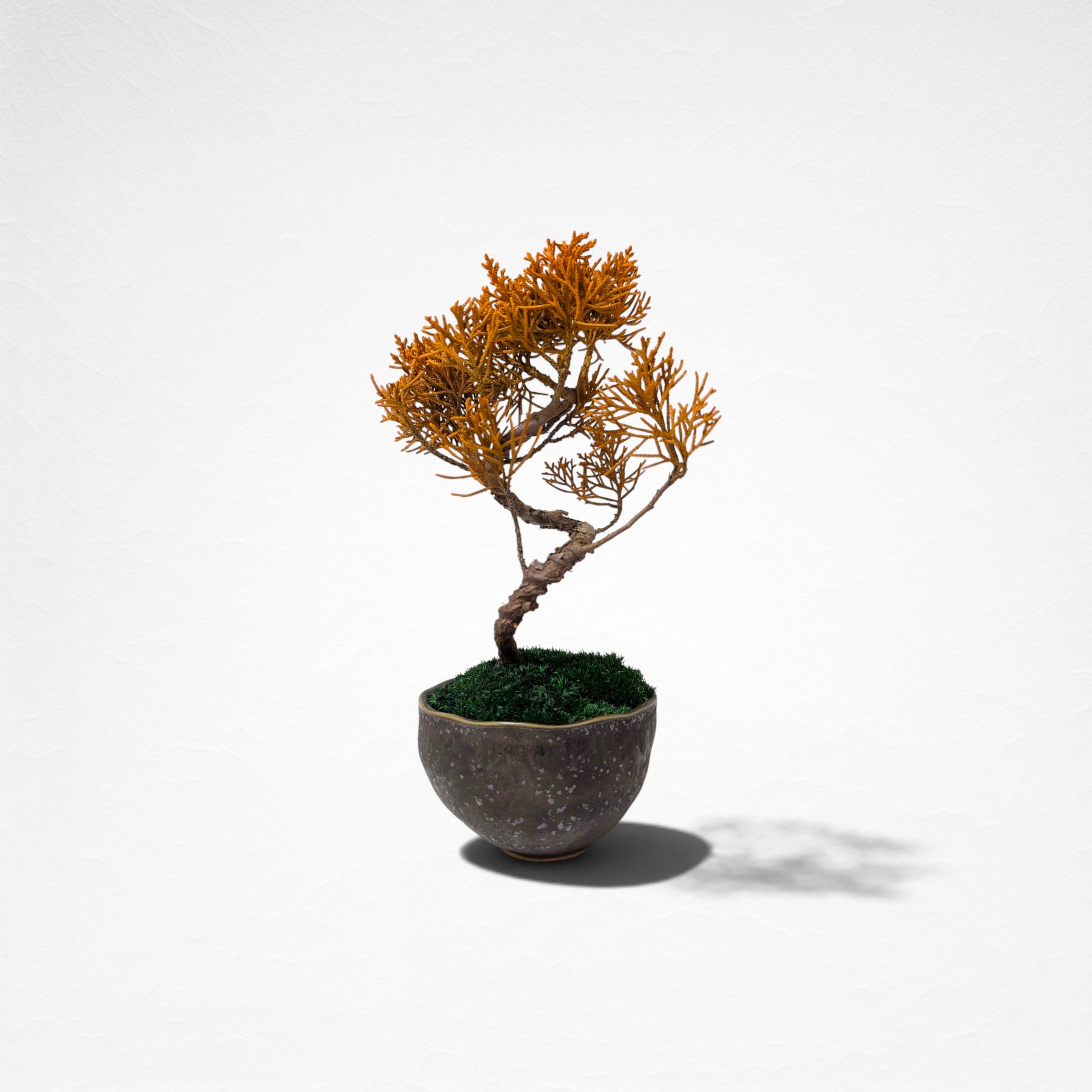 【TOKIWA BONSAI】 プリザーブド盆栽 真柏 T260604