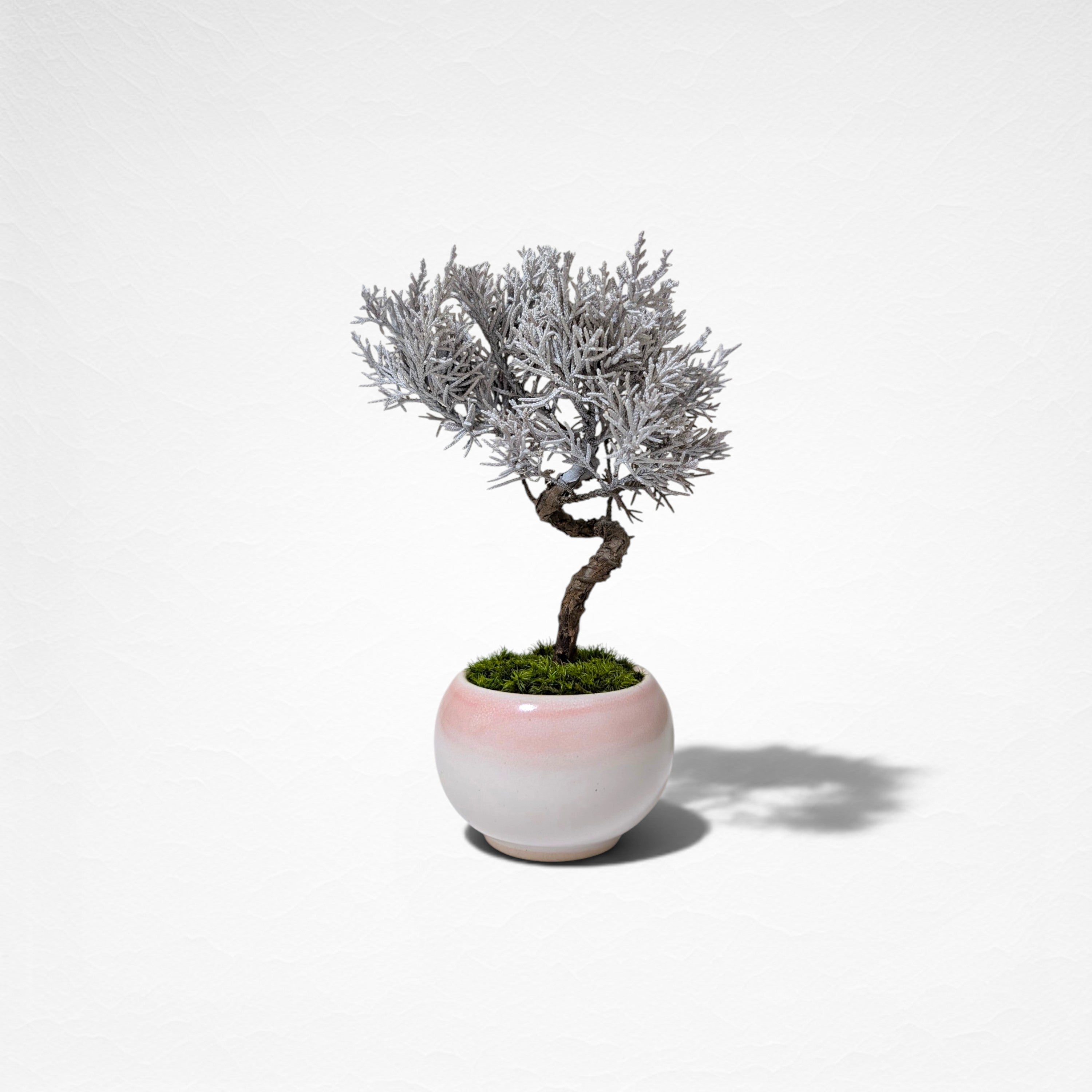 【TOKIWA BONSAI】 プリザーブド盆栽 真柏 T260605