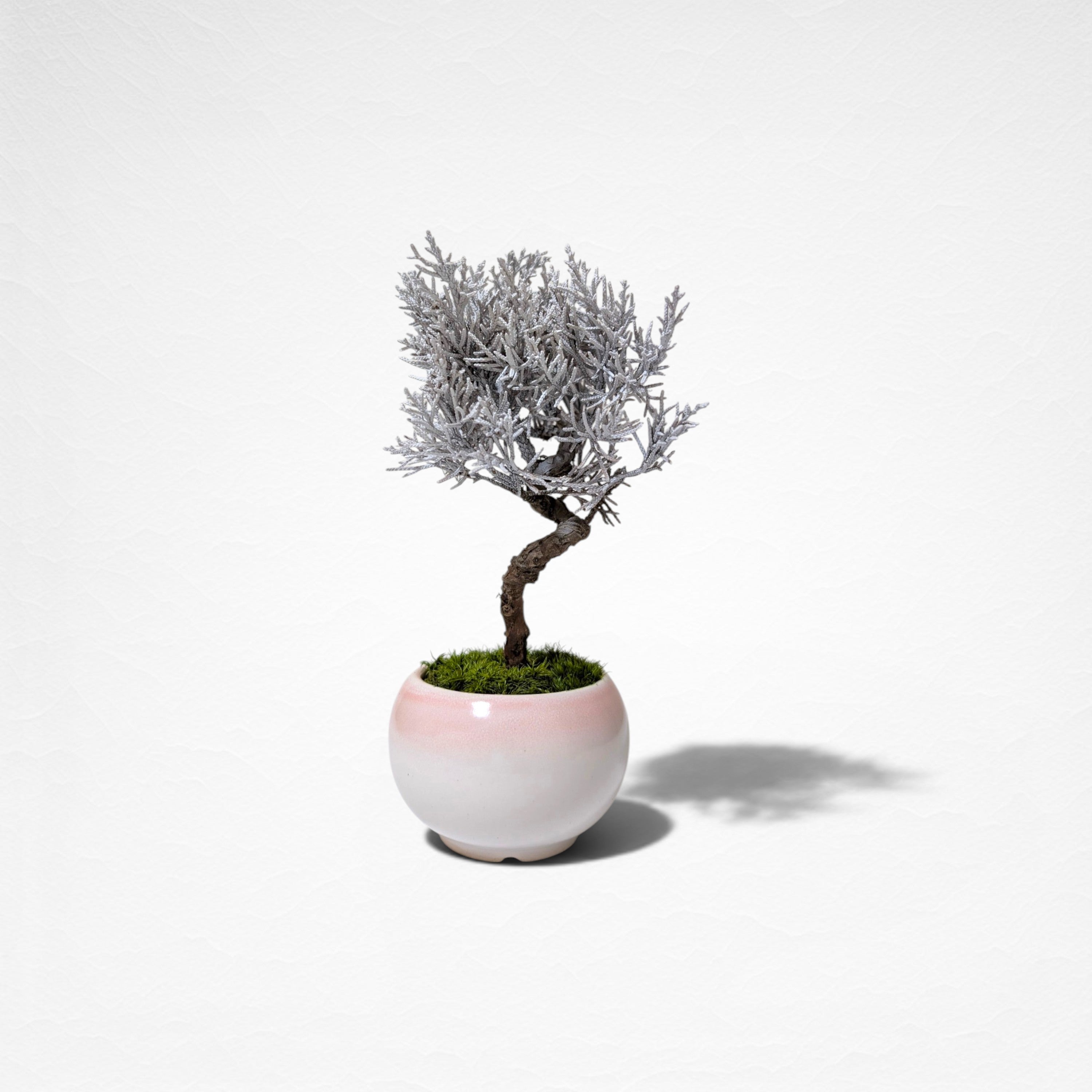 【TOKIWA BONSAI】 プリザーブド盆栽 真柏 T260605