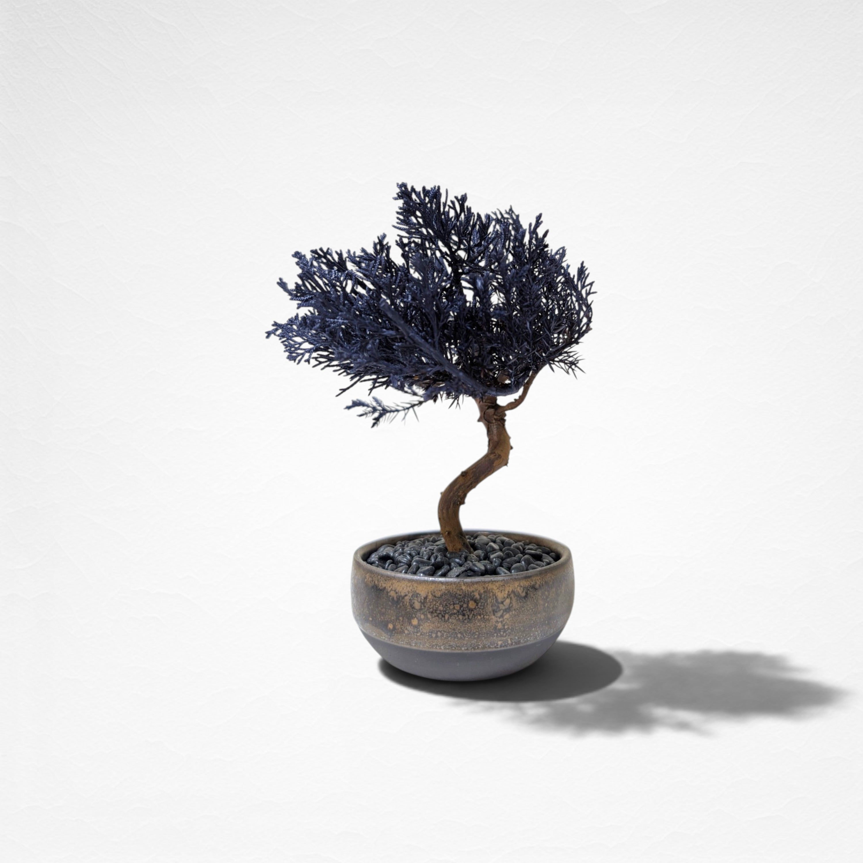 【TOKIWA BONSAI】 プリザーブド盆栽 真柏 T260607
