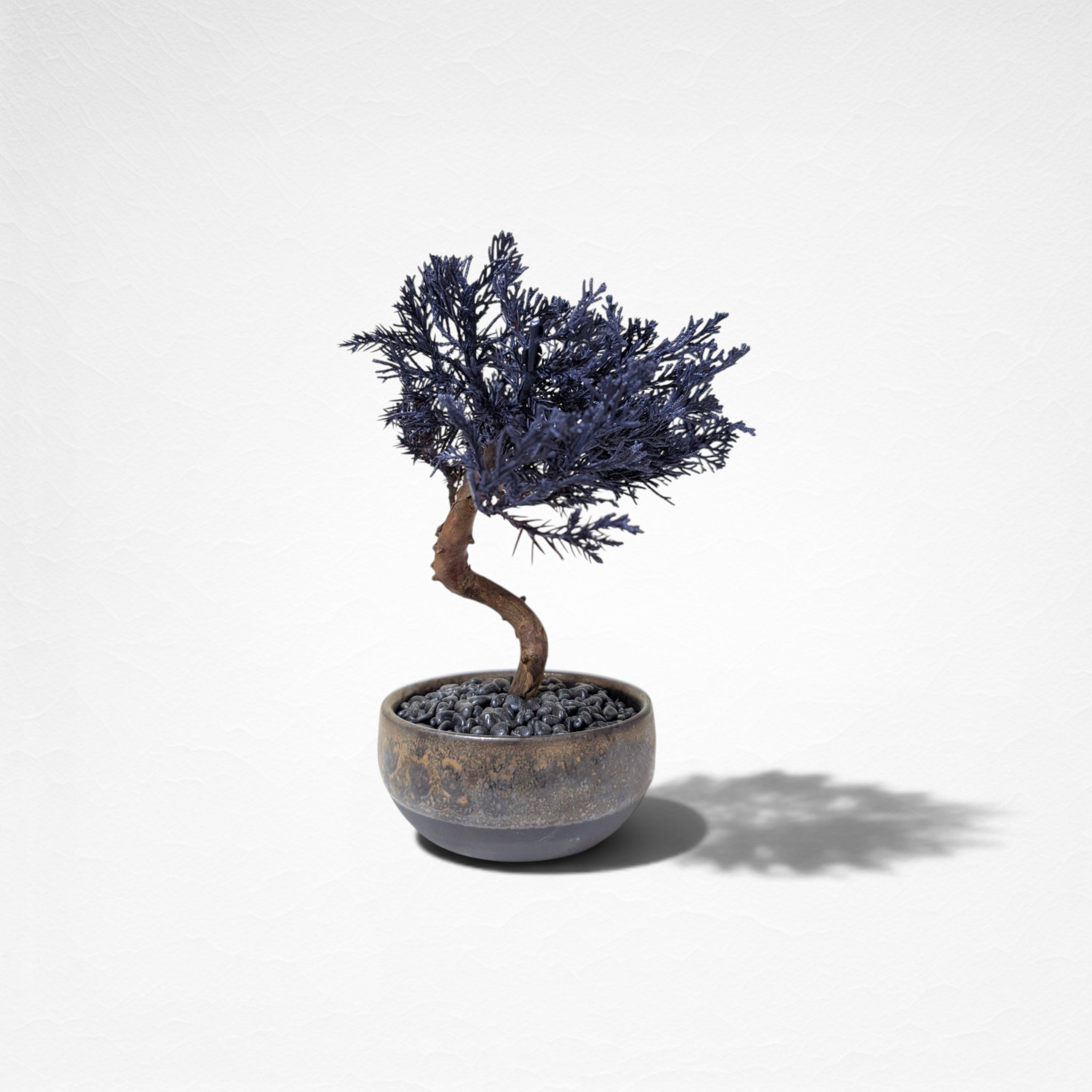 【TOKIWA BONSAI】 プリザーブド盆栽 真柏 T260607