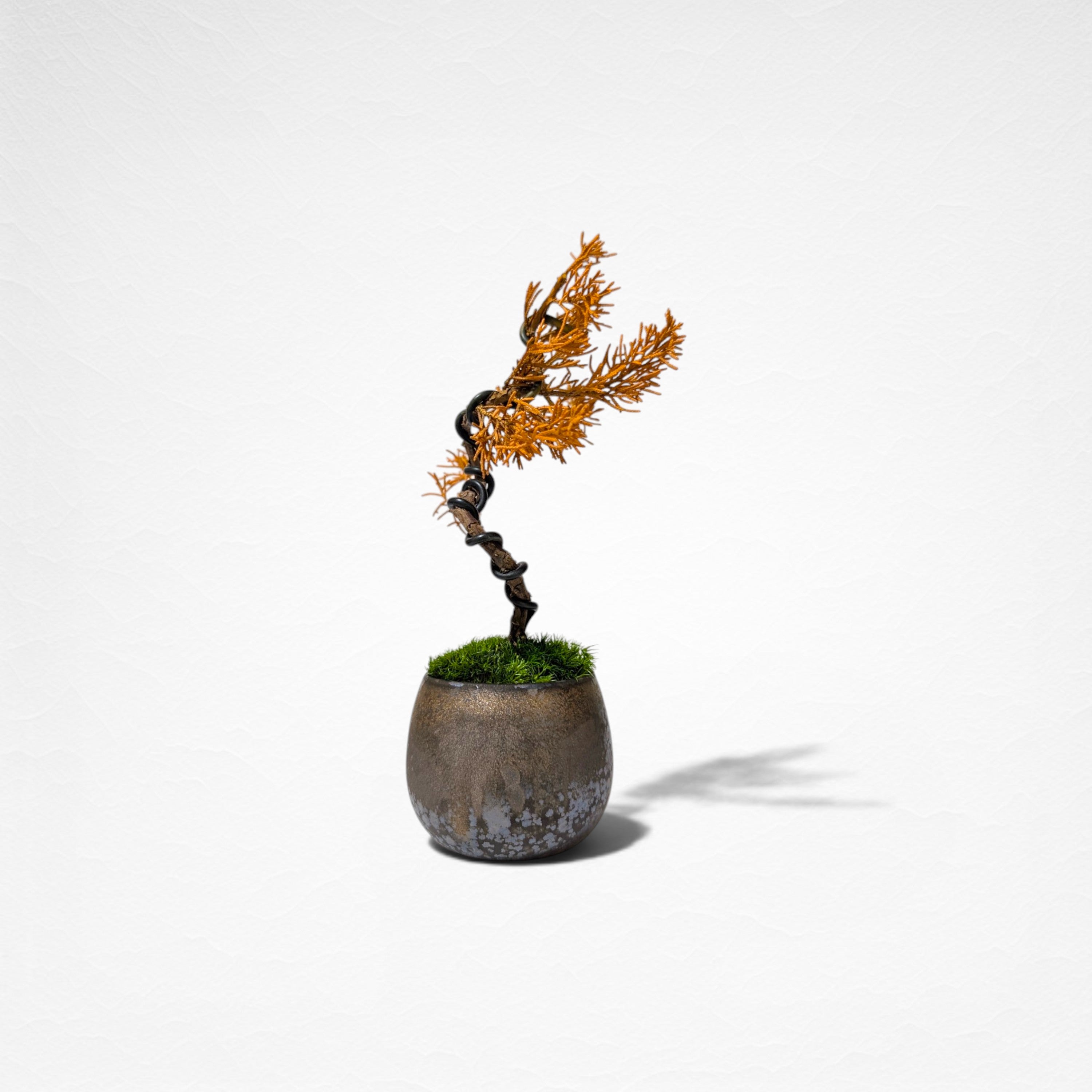 【TOKIWA BONSAI】 プリザーブド盆栽 真柏 T260608