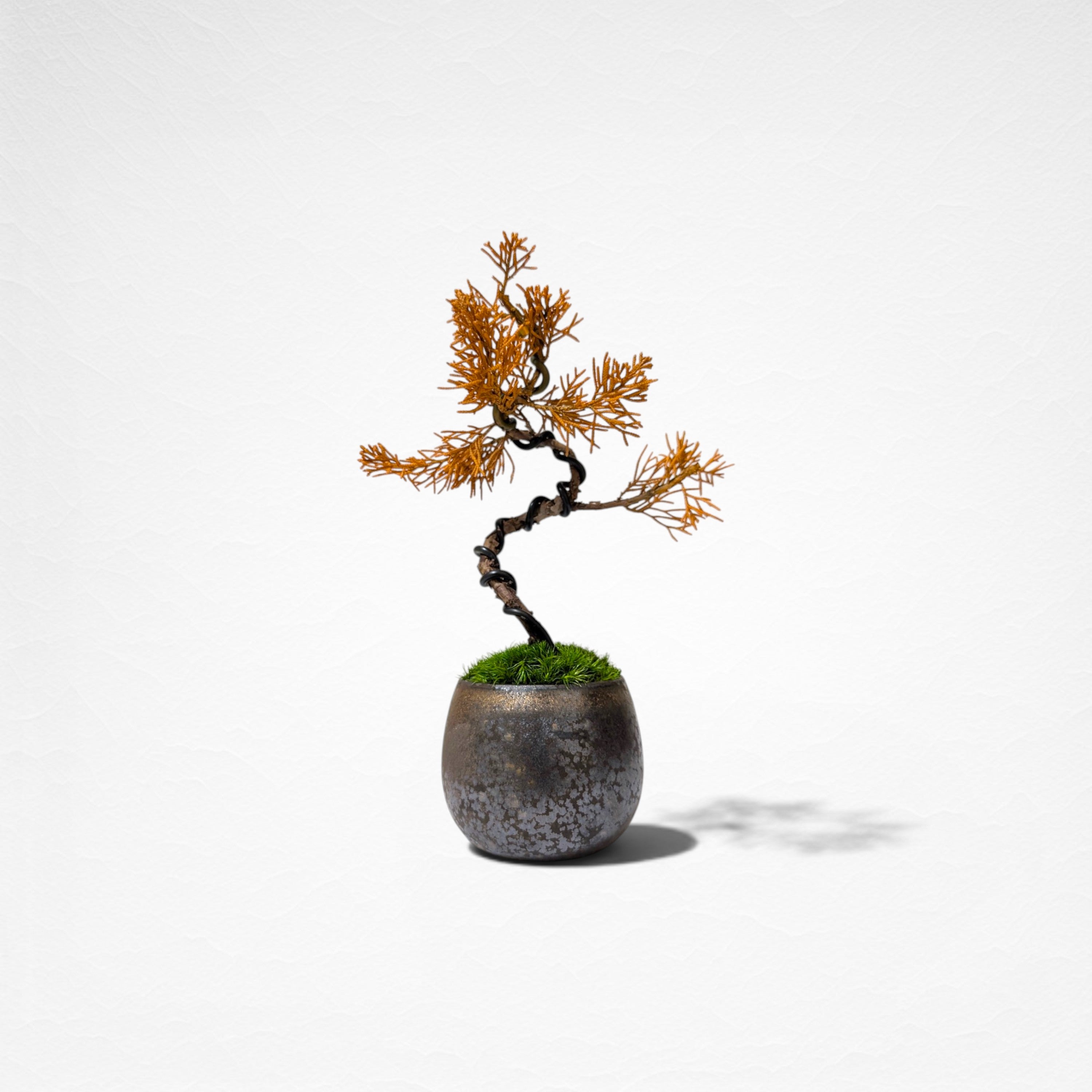 【TOKIWA BONSAI】 プリザーブド盆栽 真柏 T260608