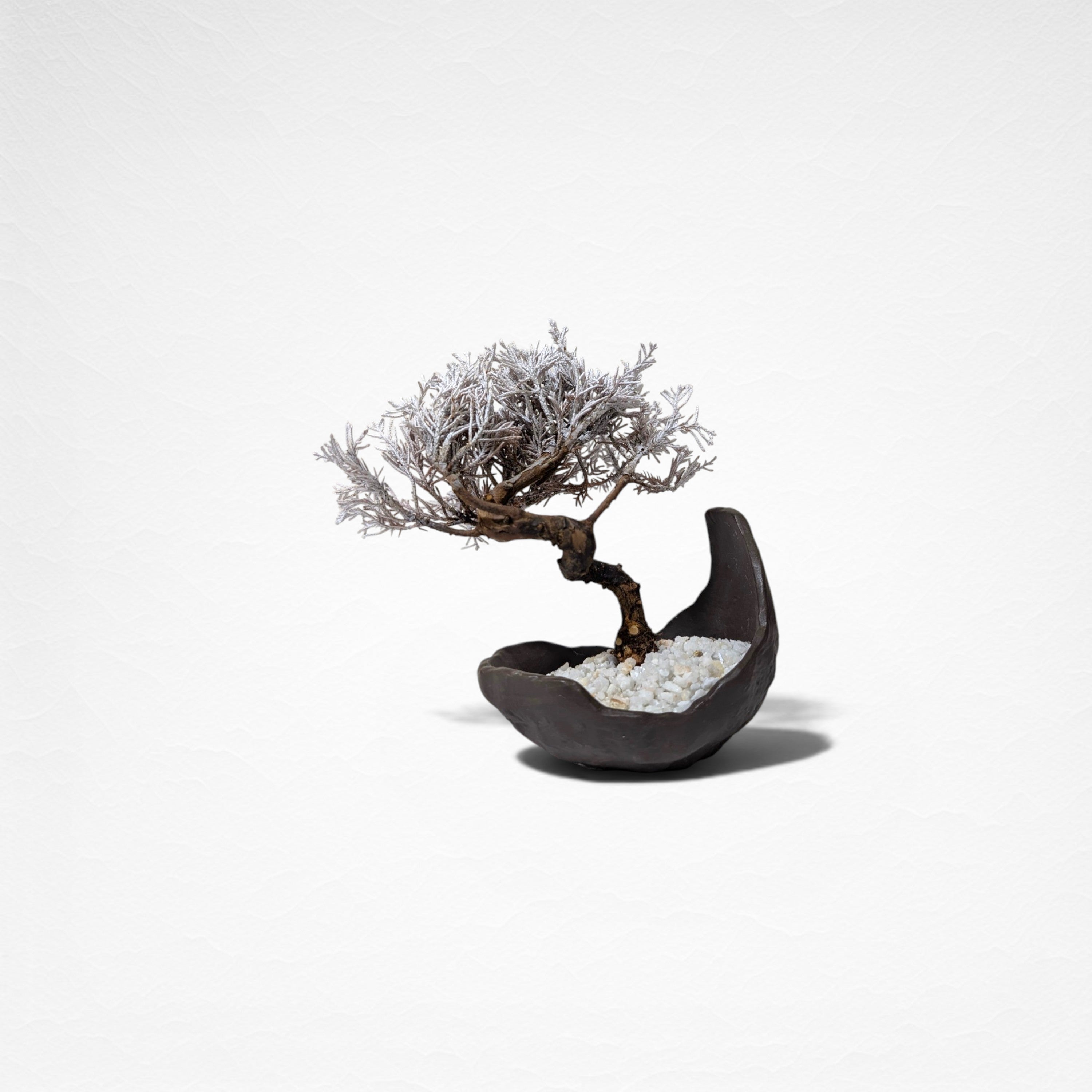 【TOKIWA BONSAI】 プリザーブド盆栽 真柏 T260611