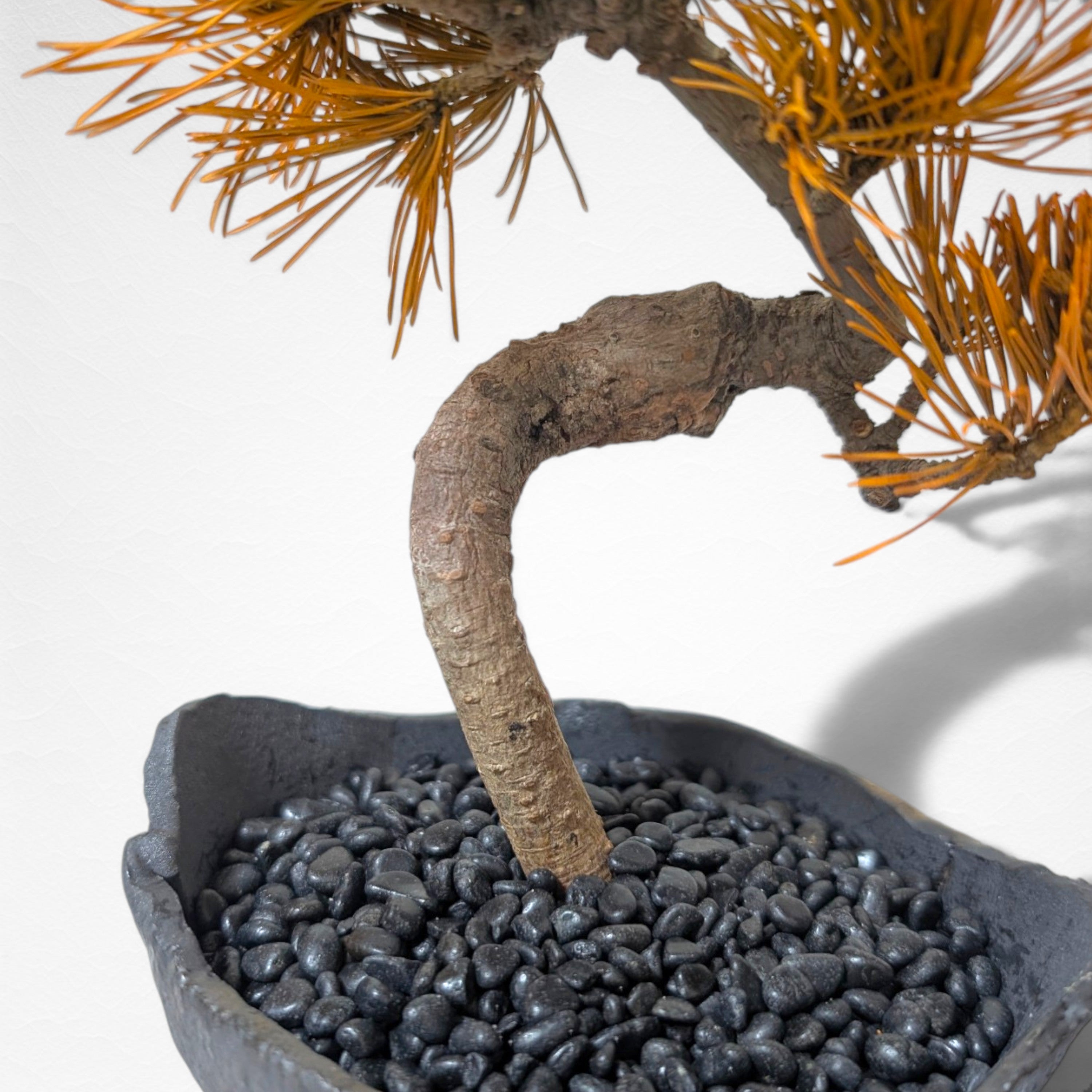 【TOKIWA BONSAI】 プリザーブド盆栽 松 T260613