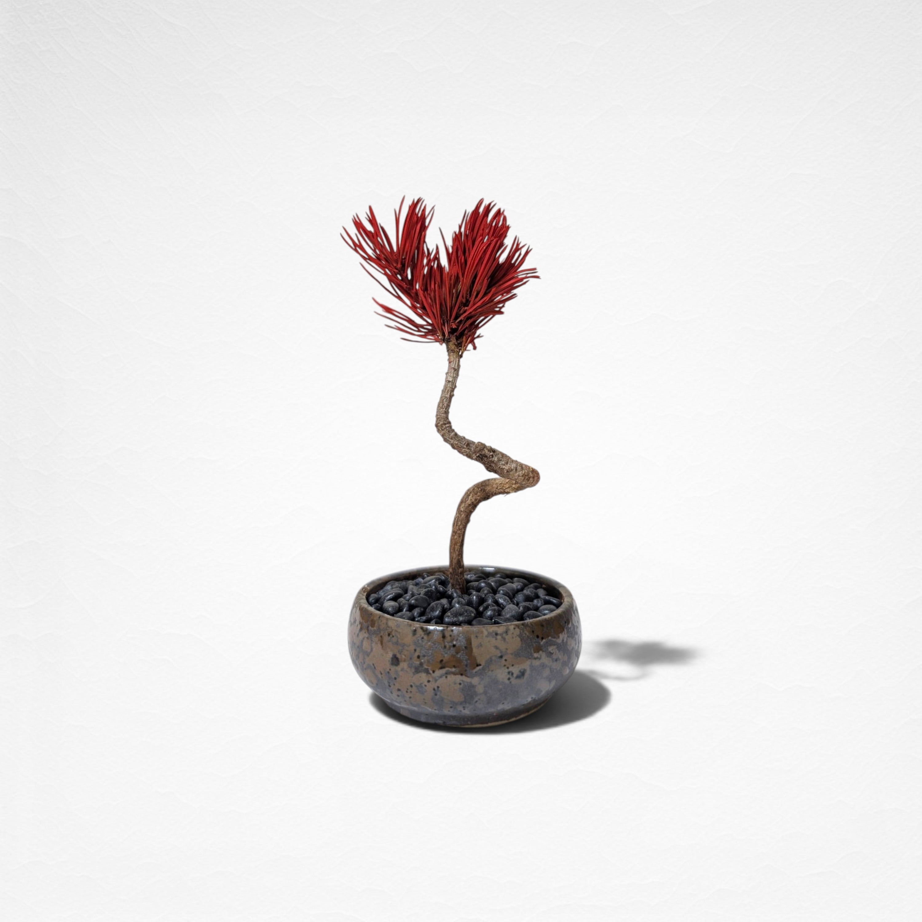 【TOKIWA BONSAI】 プリザーブド盆栽 松 T260614