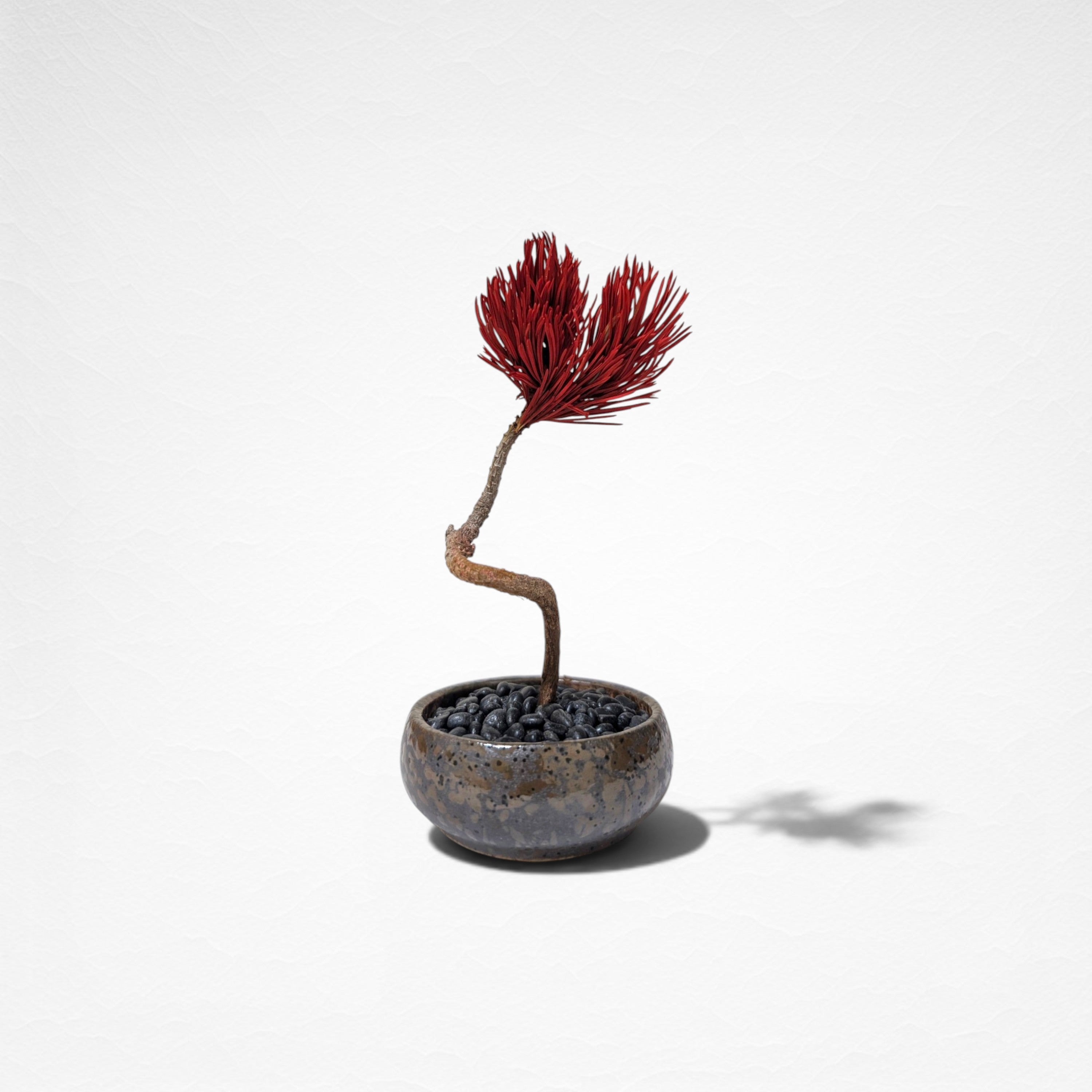 【TOKIWA BONSAI】 プリザーブド盆栽 松 T260614