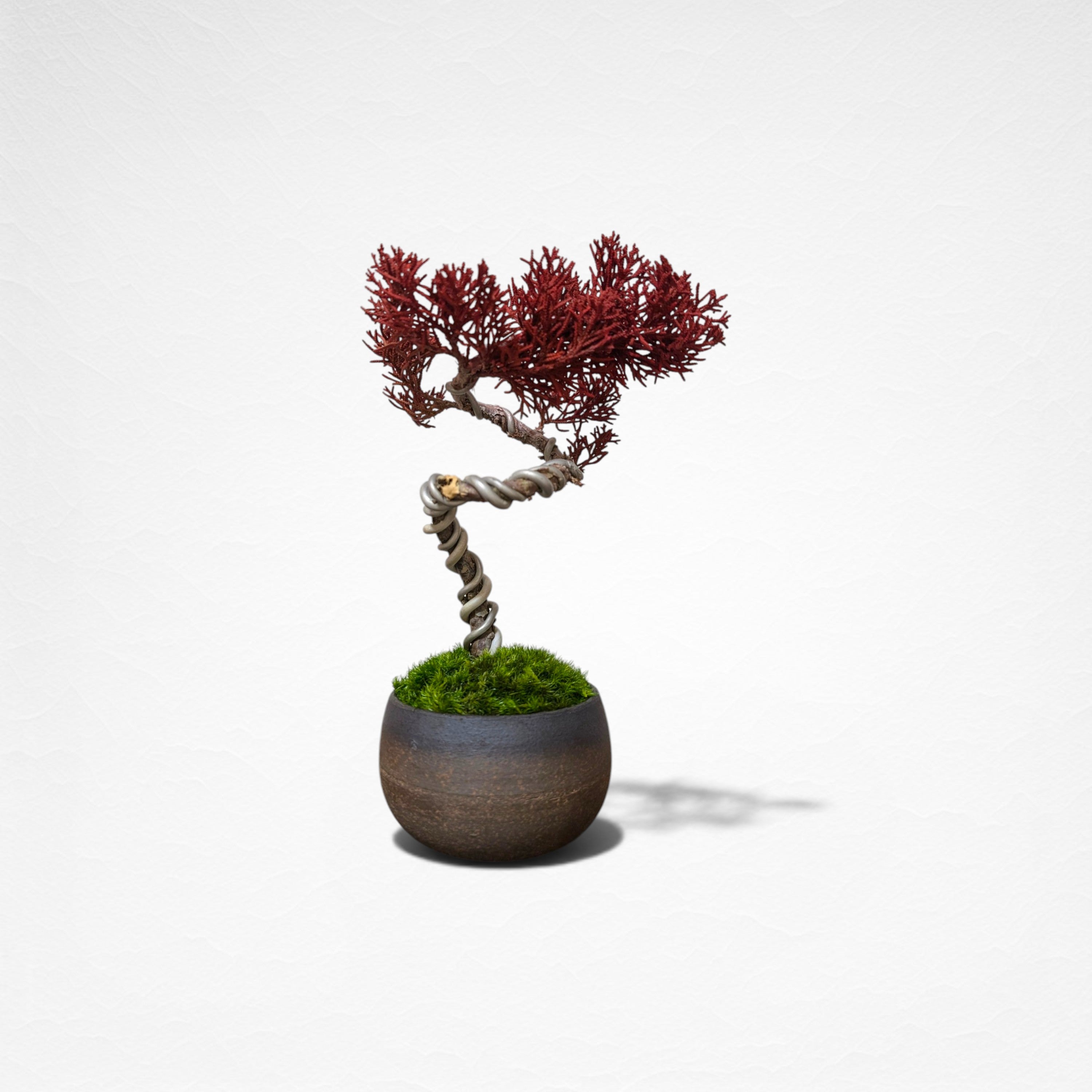 【TOKIWA BONSAI】 プリザーブド盆栽 真柏 T260601