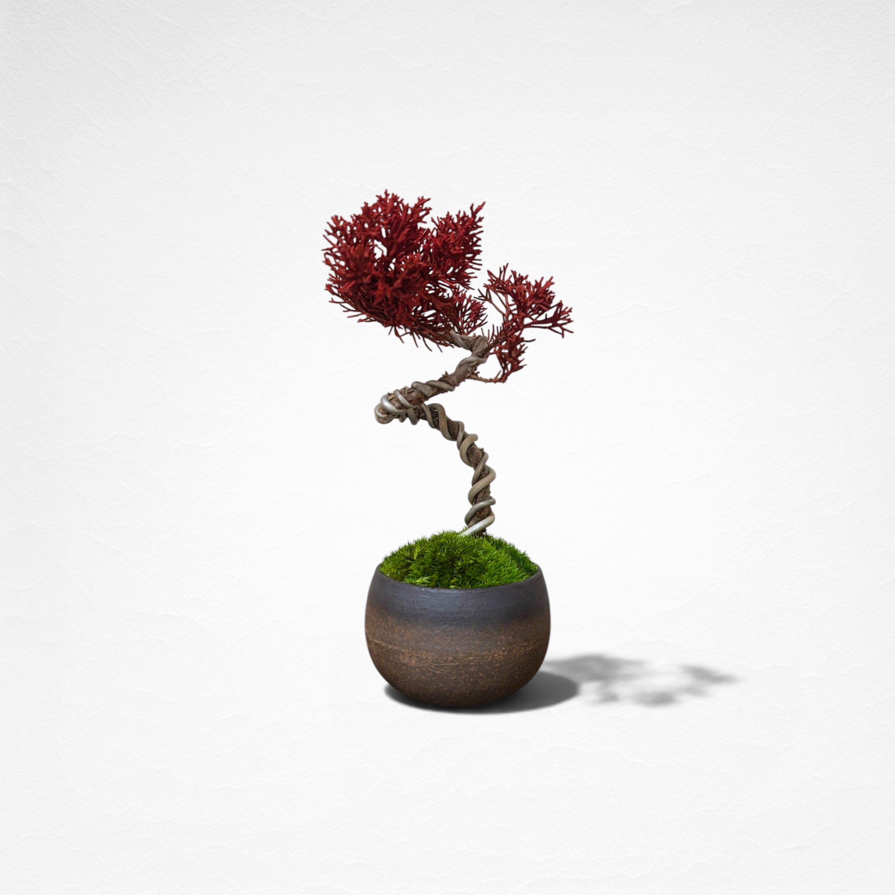 【TOKIWA BONSAI】 プリザーブド盆栽 真柏 T260601