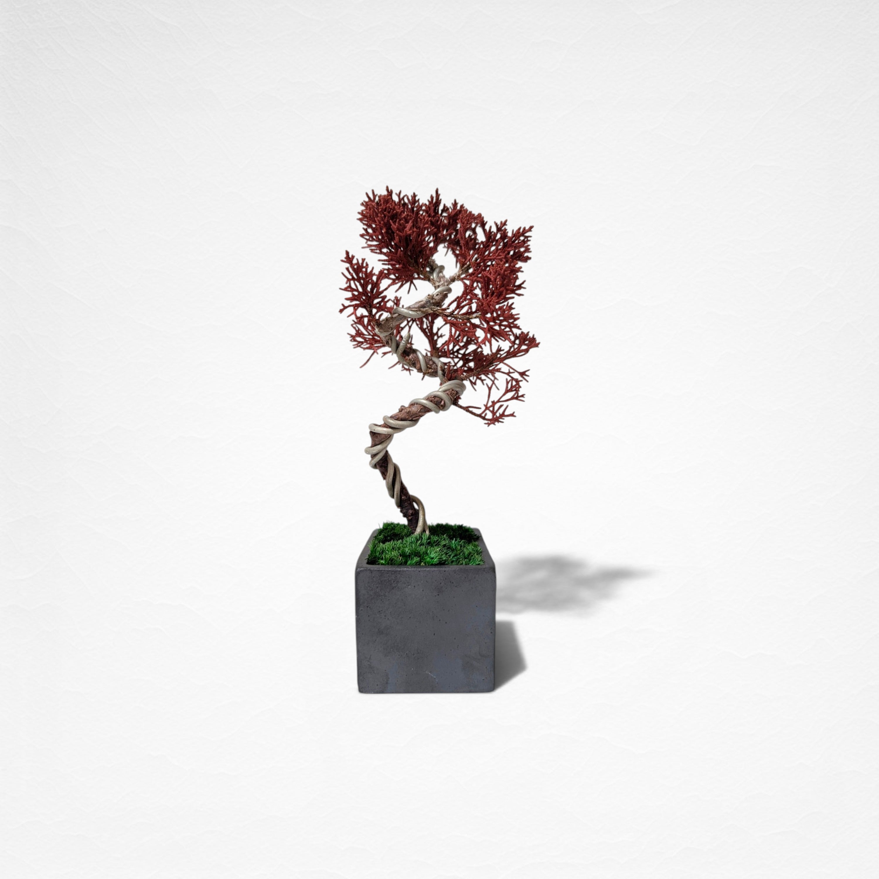 【TOKIWA BONSAI】 プリザーブド盆栽 真柏 T260603