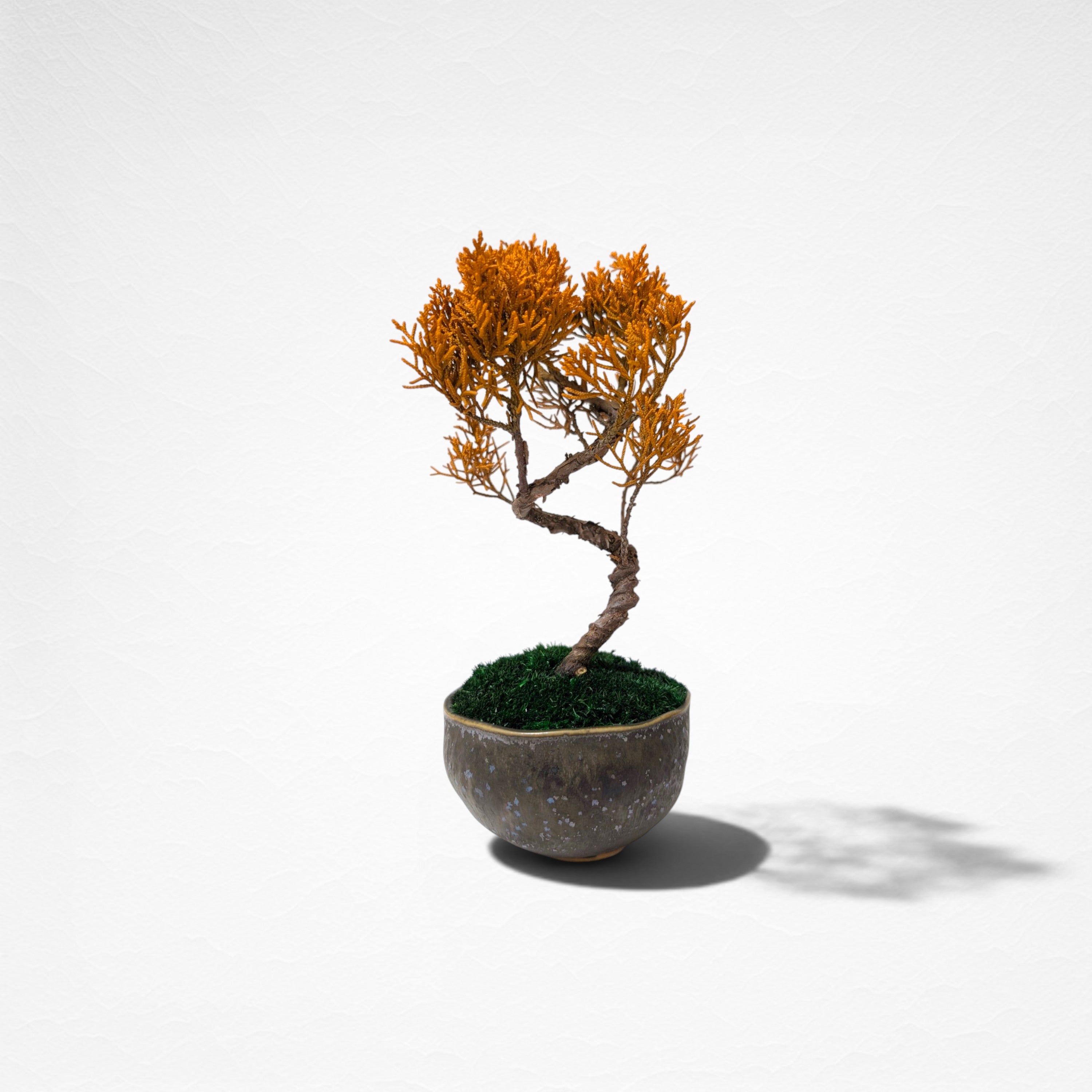 【TOKIWA BONSAI】 プリザーブド盆栽 真柏 T260604