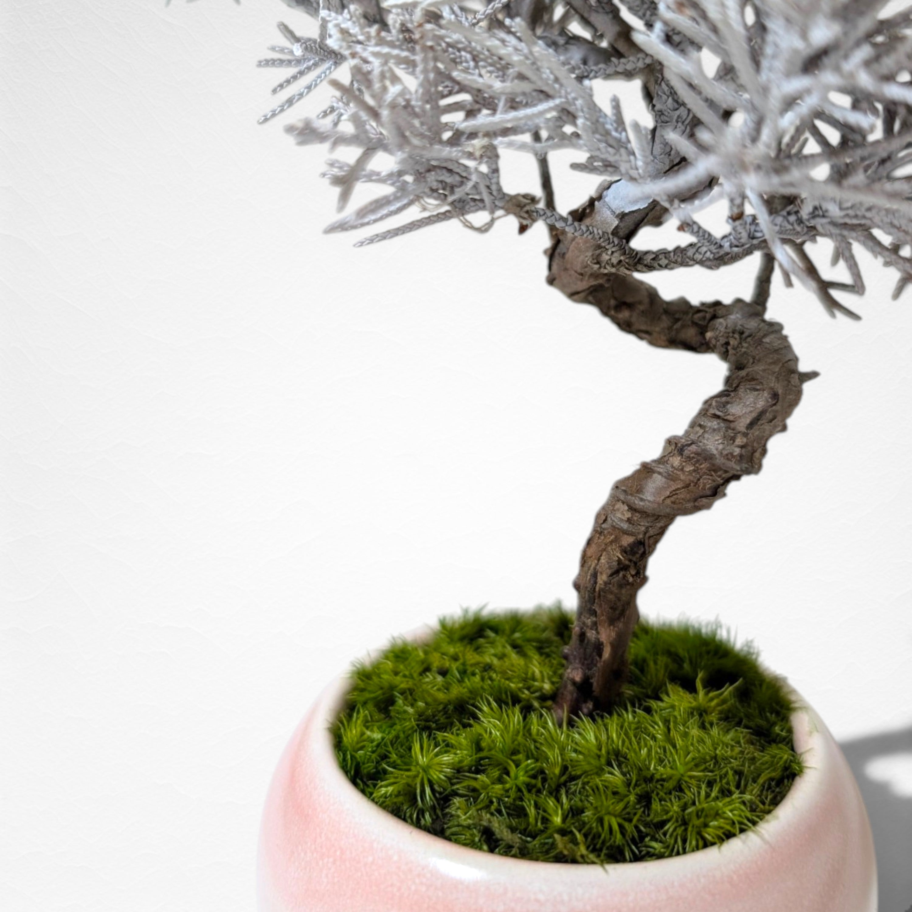 【TOKIWA BONSAI】 プリザーブド盆栽 真柏 T260605