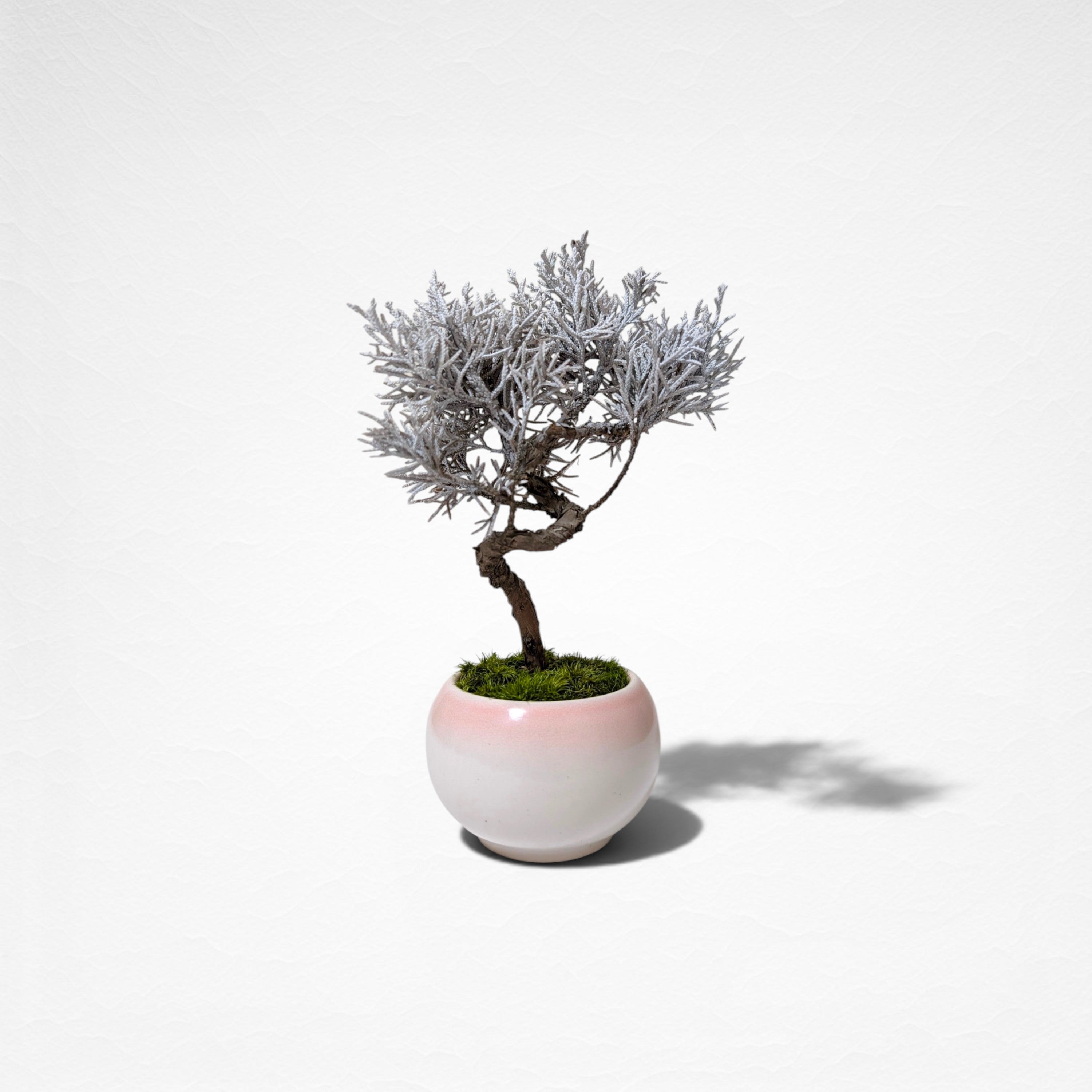 【TOKIWA BONSAI】 プリザーブド盆栽 真柏 T260605