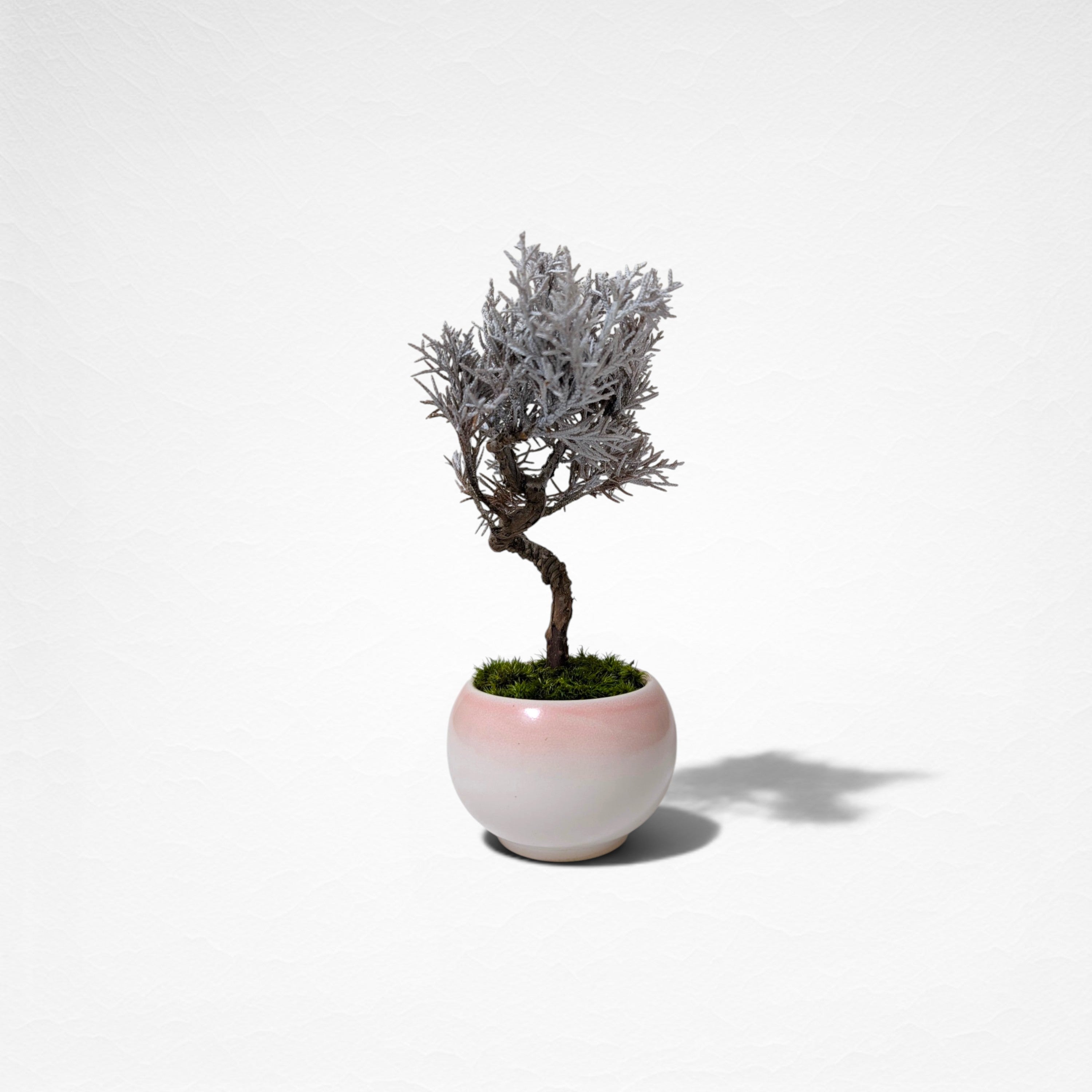 【TOKIWA BONSAI】 プリザーブド盆栽 真柏 T260605