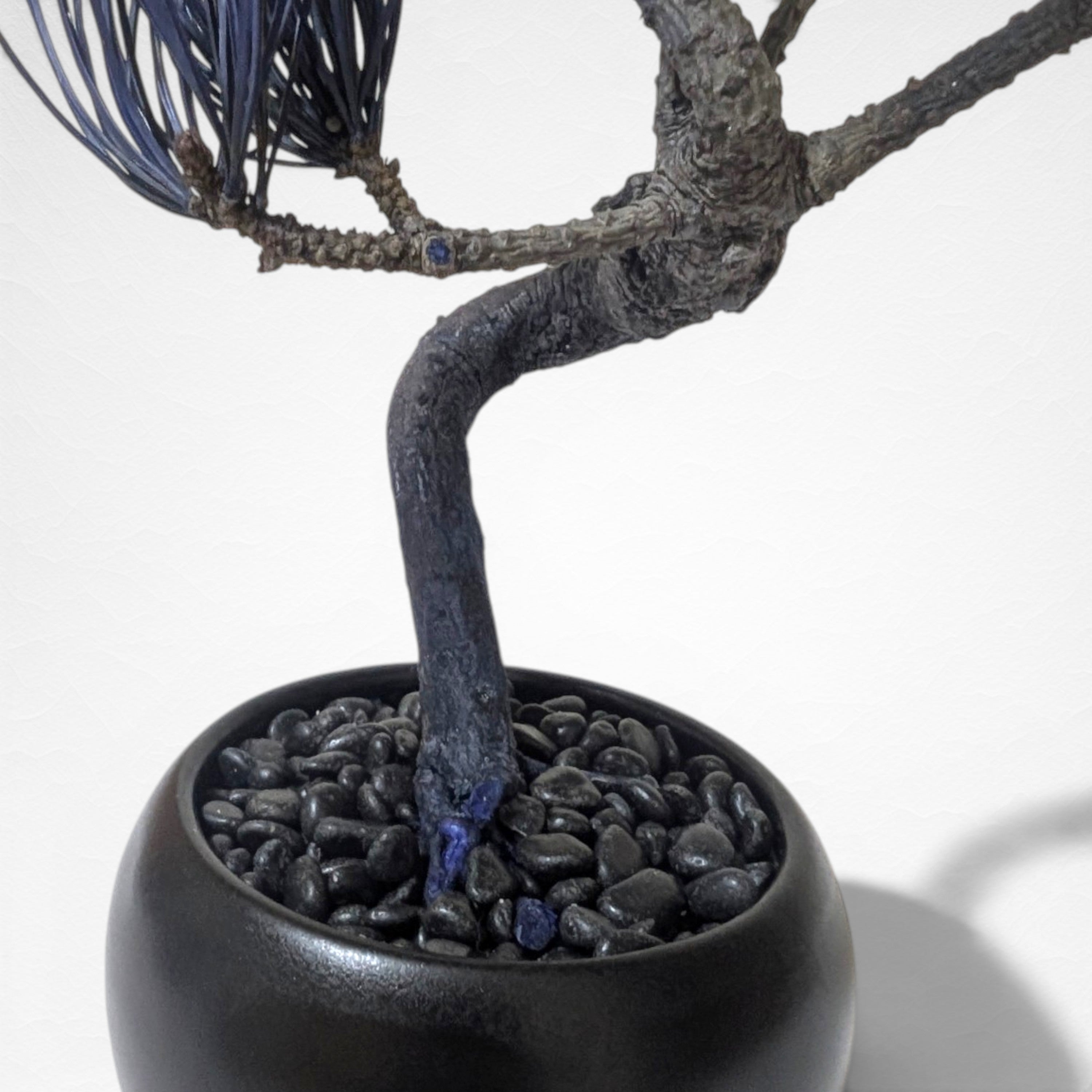 【TOKIWA BONSAI】 プリザーブド盆栽 松 T260606