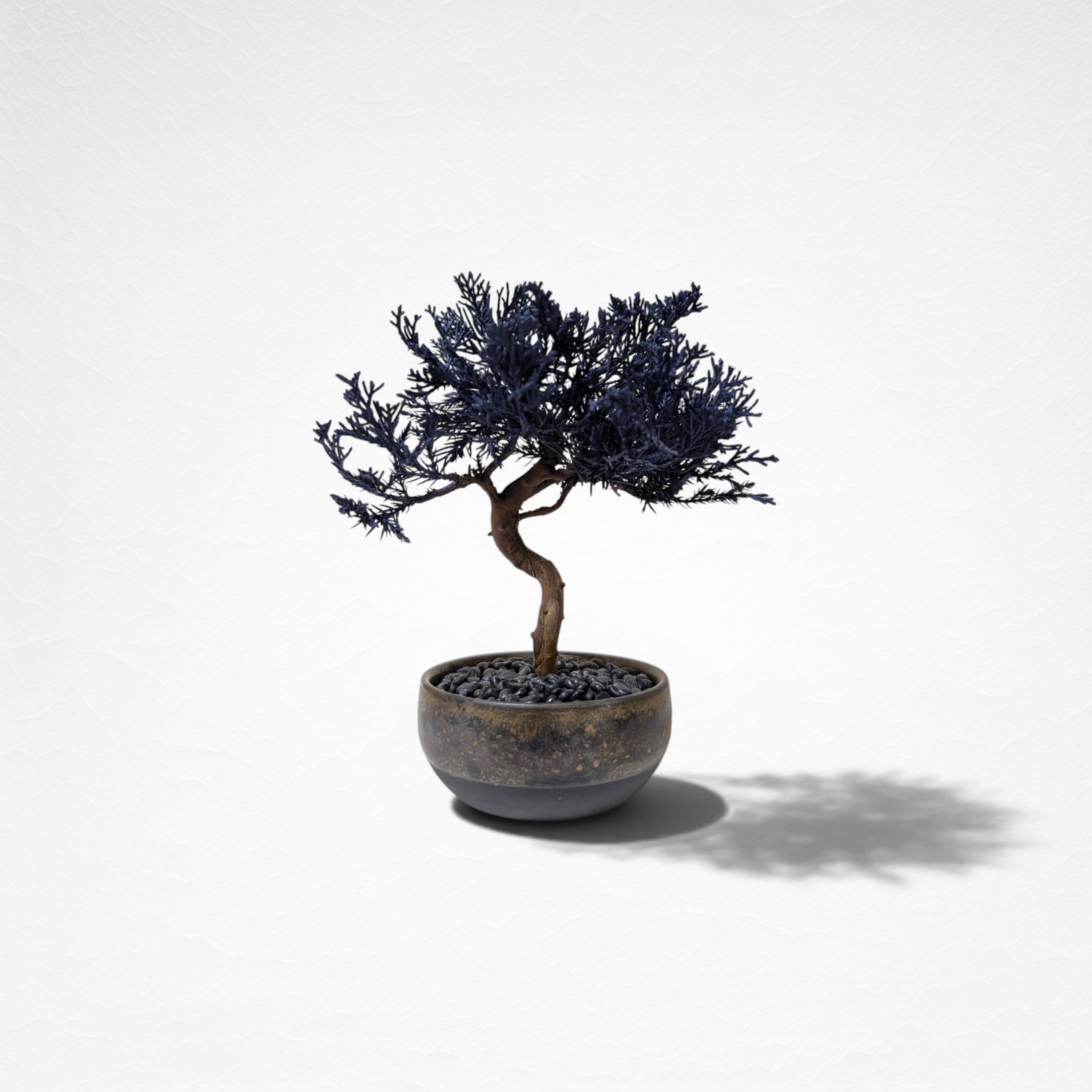 【TOKIWA BONSAI】 プリザーブド盆栽 真柏 T260607