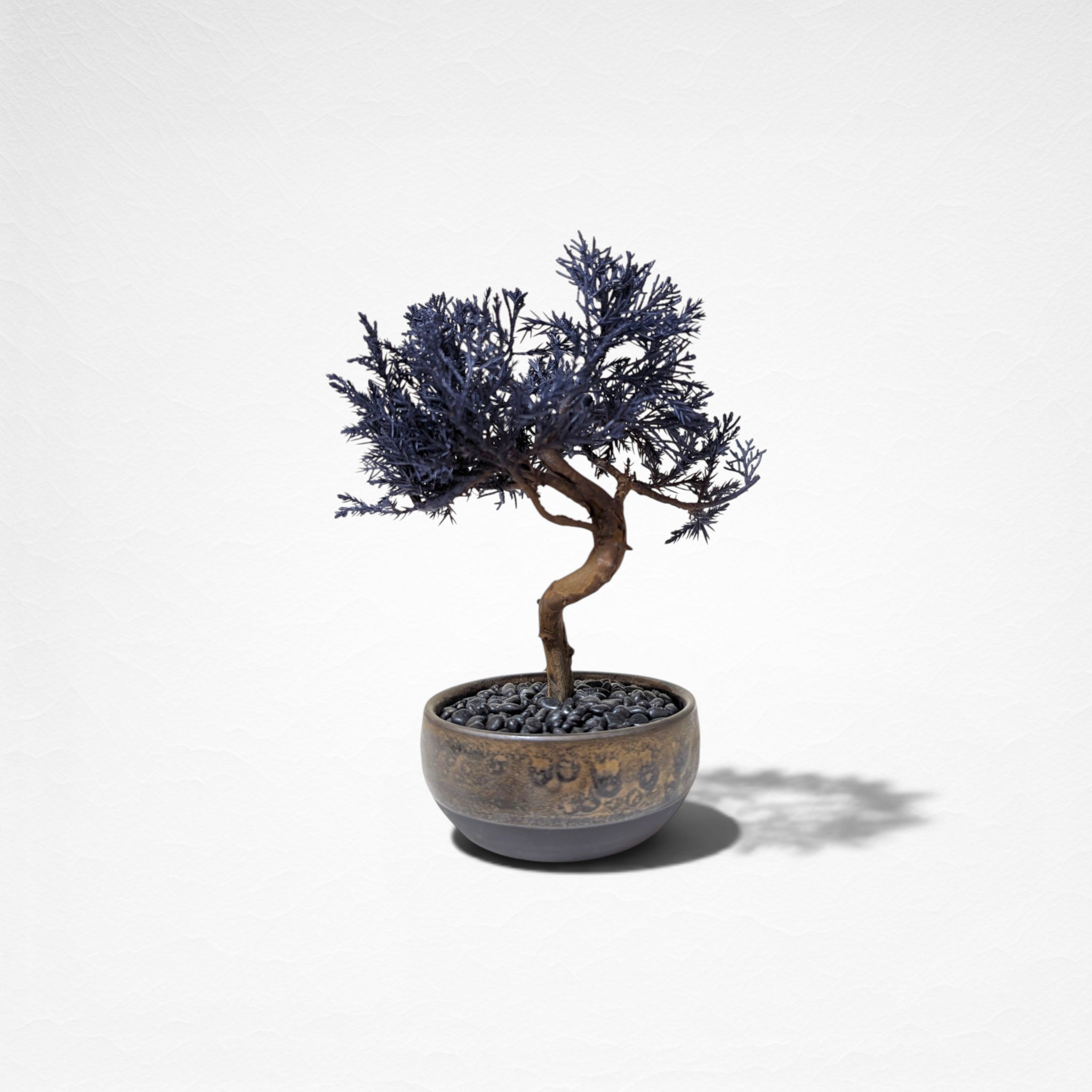 【TOKIWA BONSAI】 プリザーブド盆栽 真柏 T260607