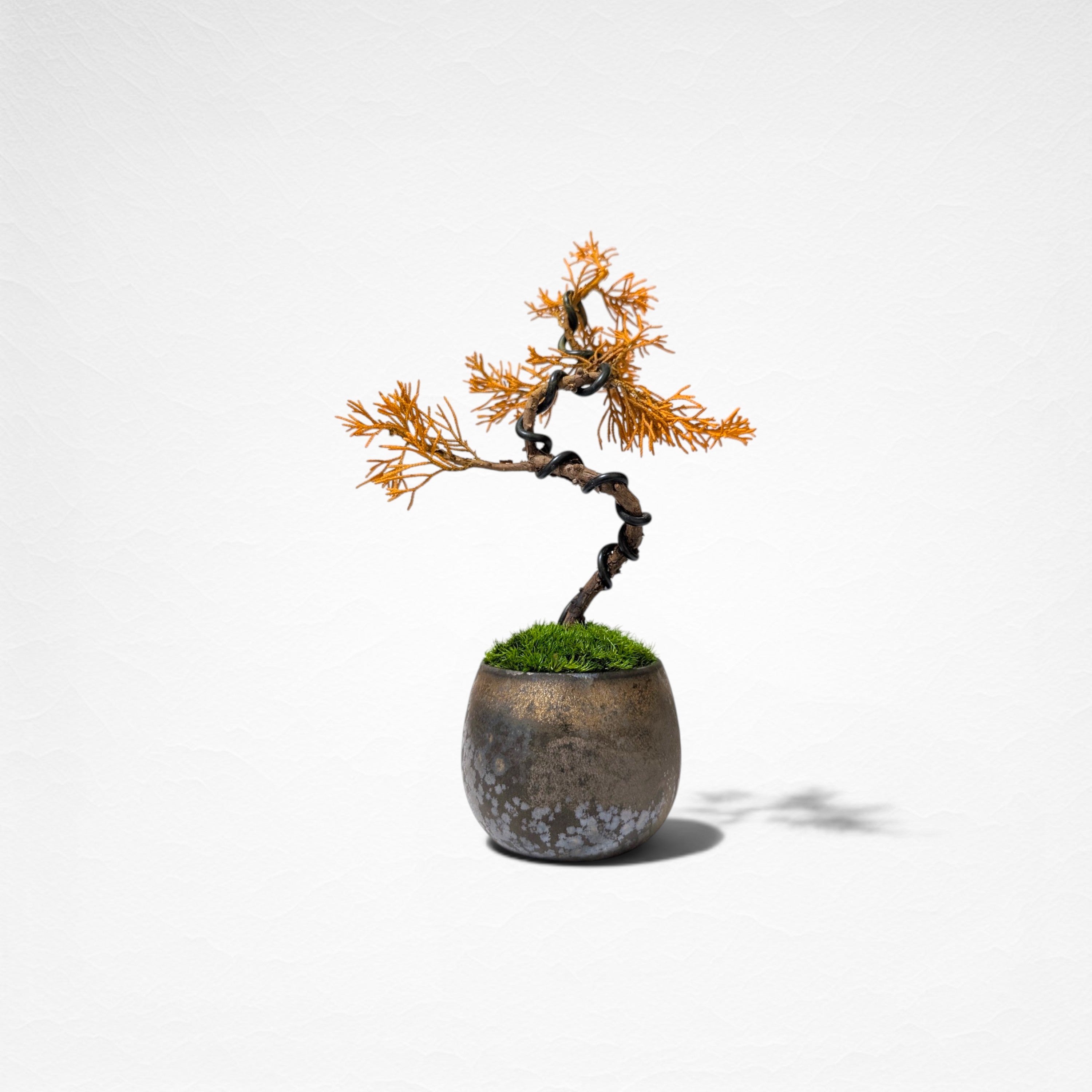 【TOKIWA BONSAI】 プリザーブド盆栽 真柏 T260608