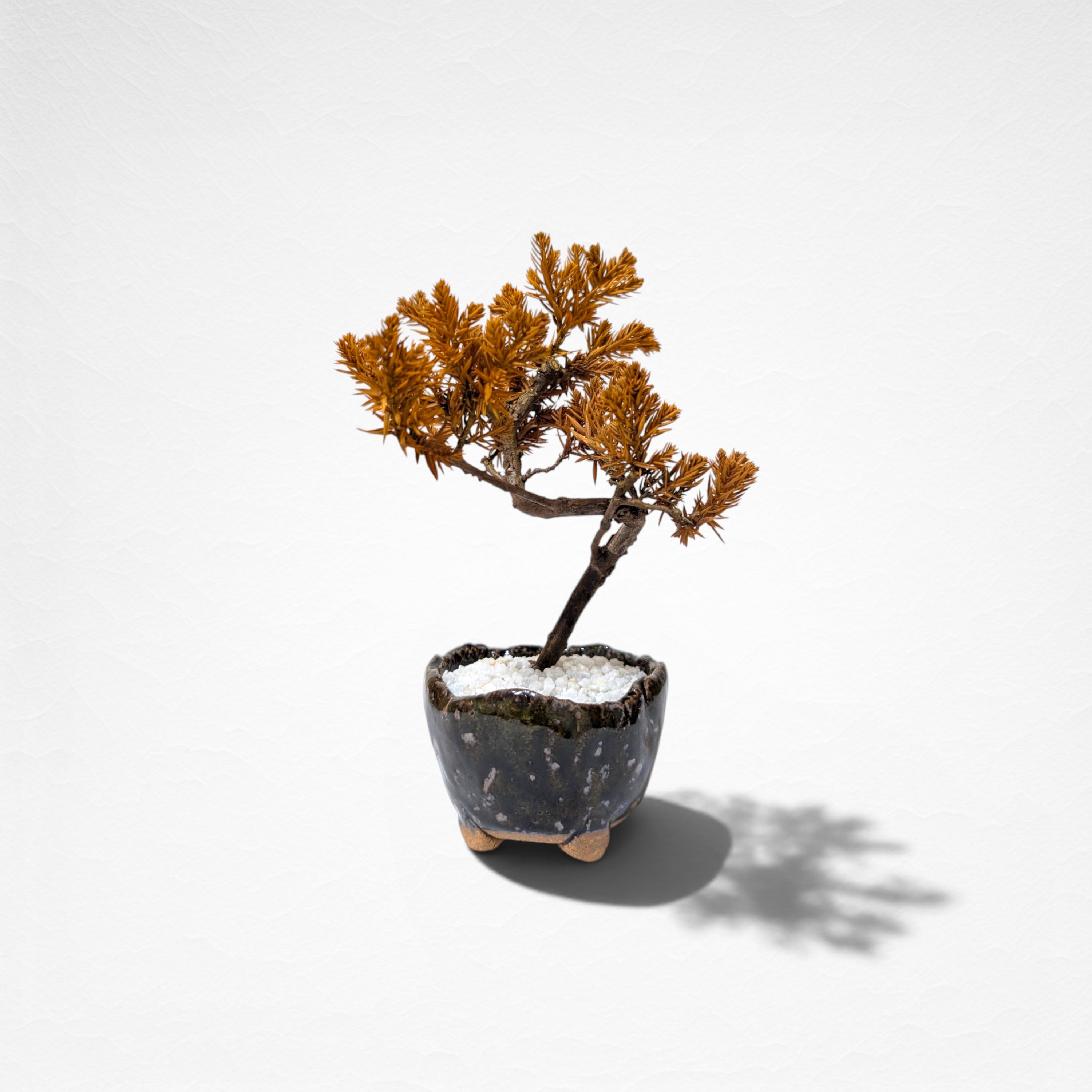 【TOKIWA BONSAI】 プリザーブド盆栽 杜松 T260609