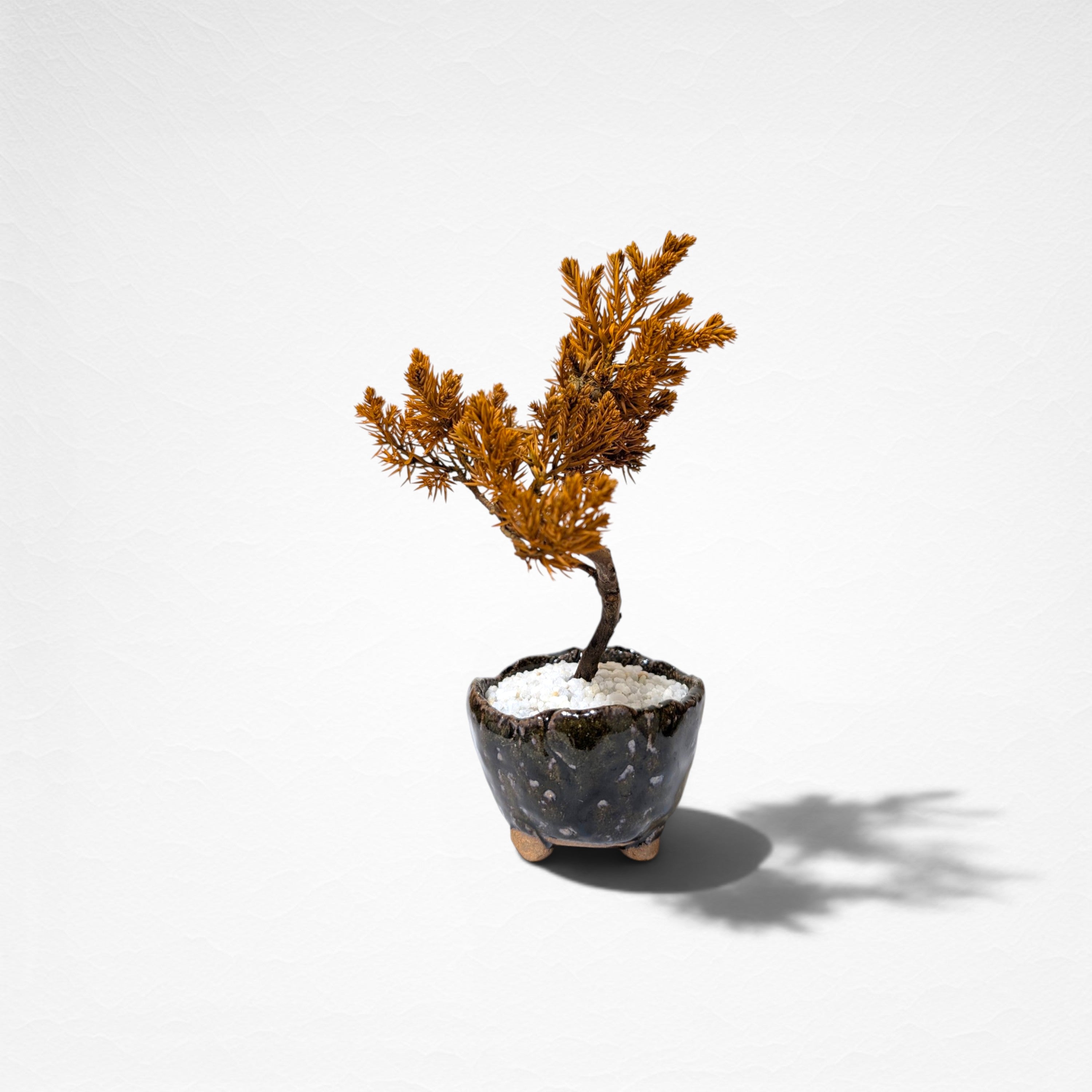 【TOKIWA BONSAI】 プリザーブド盆栽 杜松 T260609