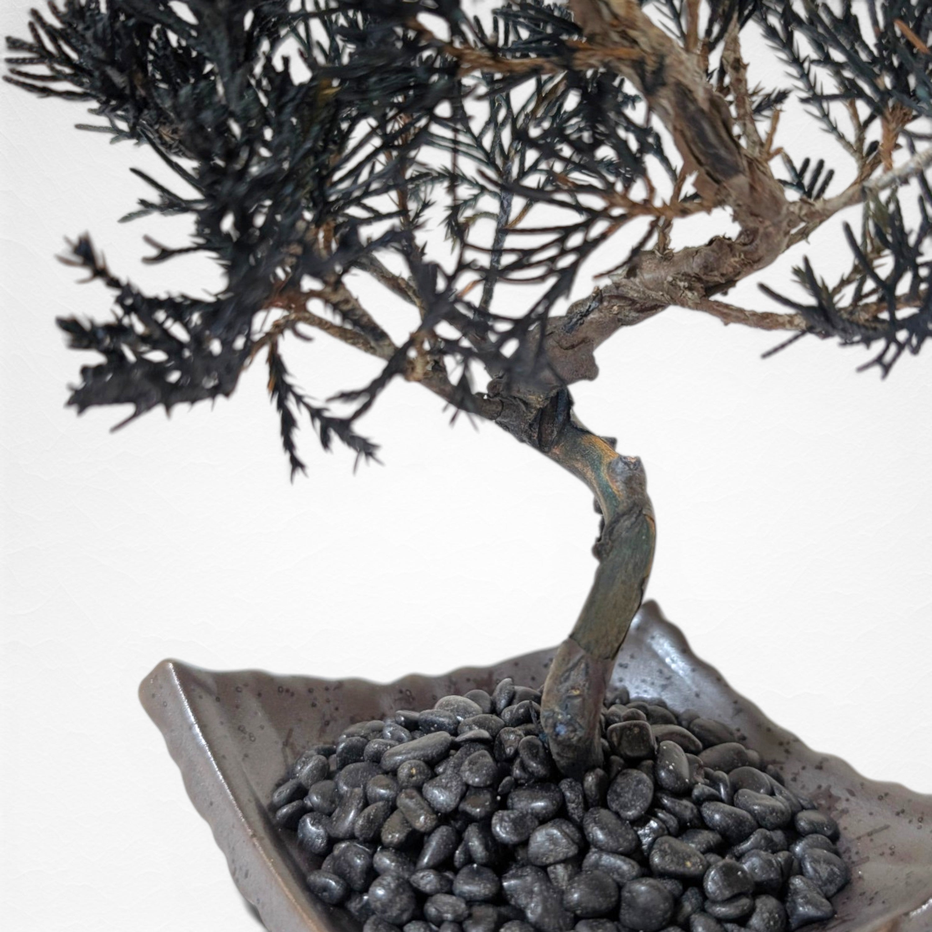 【TOKIWA BONSAI】 プリザーブド盆栽 真柏 T260610