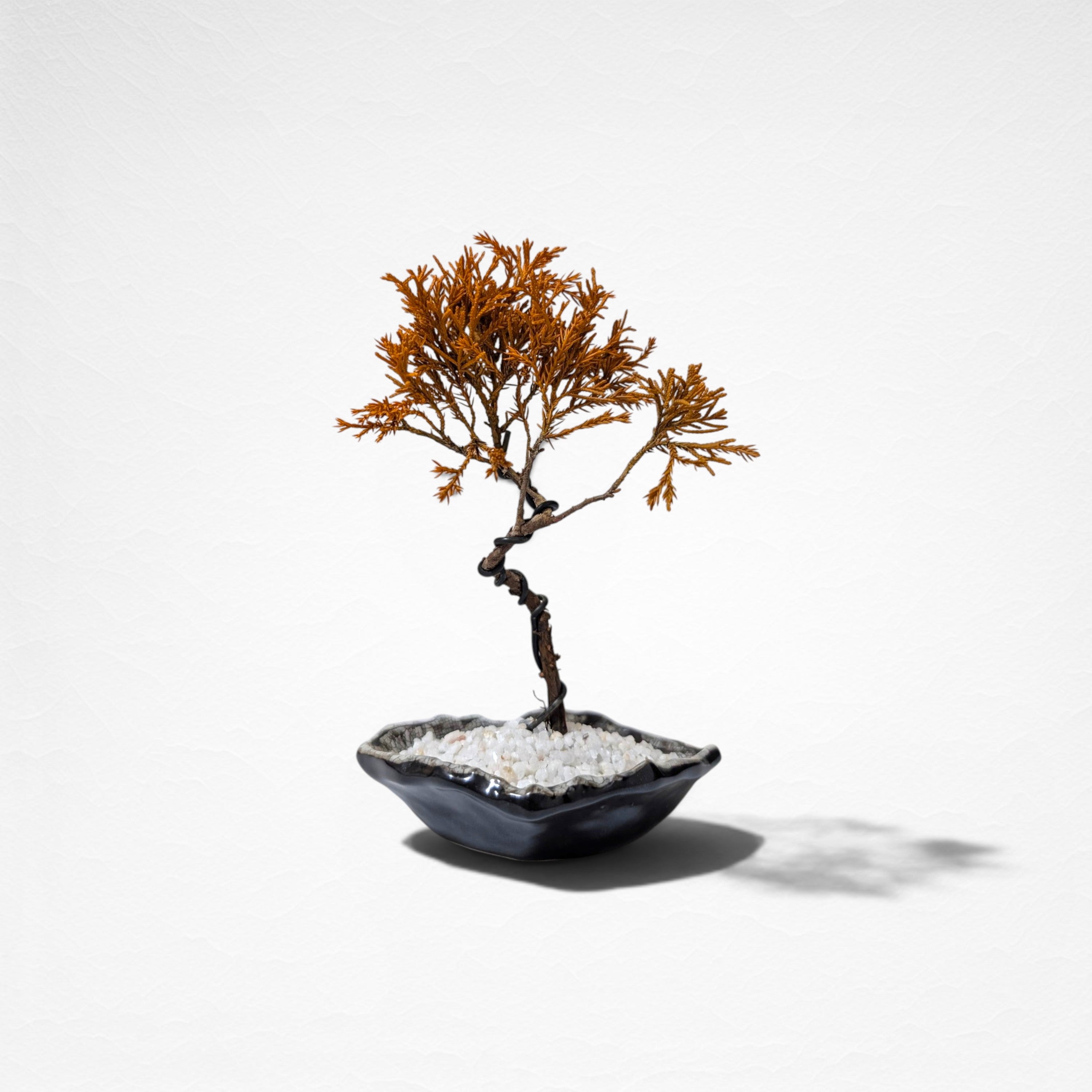 【TOKIWA BONSAI】 プリザーブド盆栽 真柏 T260612