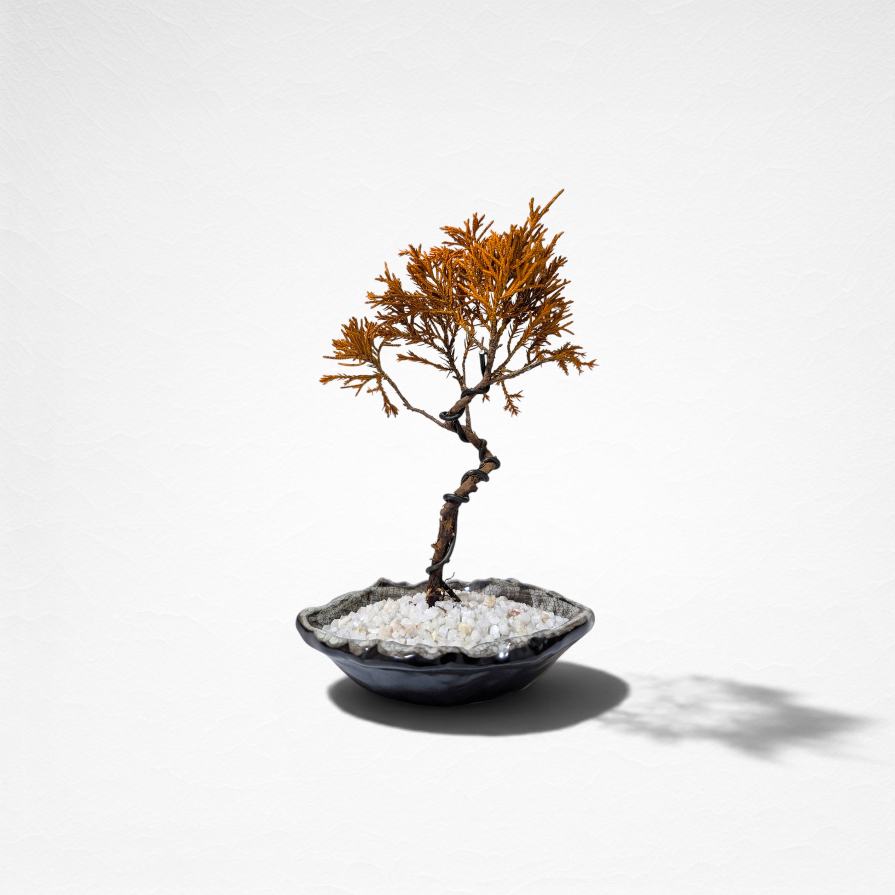 【TOKIWA BONSAI】 プリザーブド盆栽 真柏 T260612