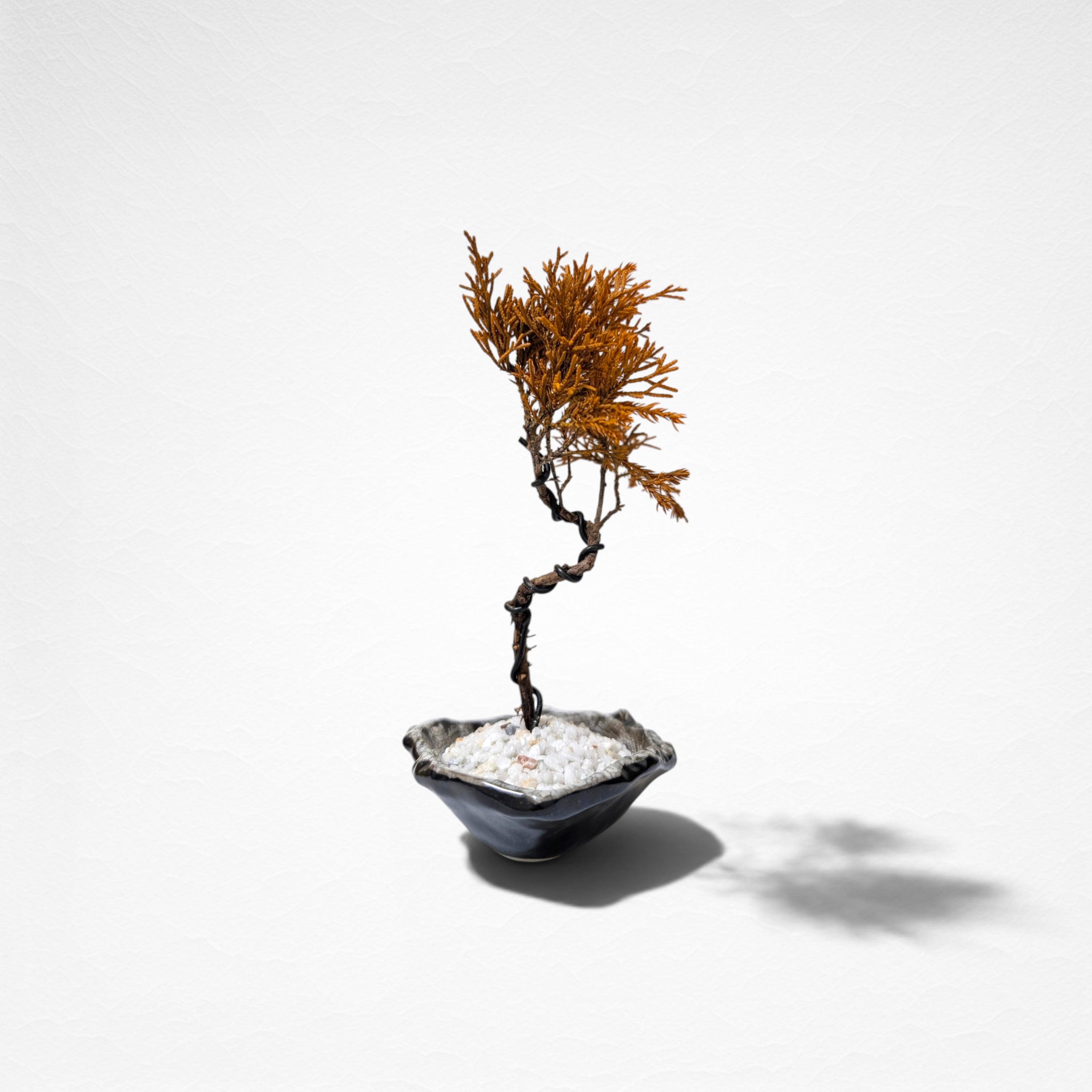 【TOKIWA BONSAI】 プリザーブド盆栽 真柏 T260612