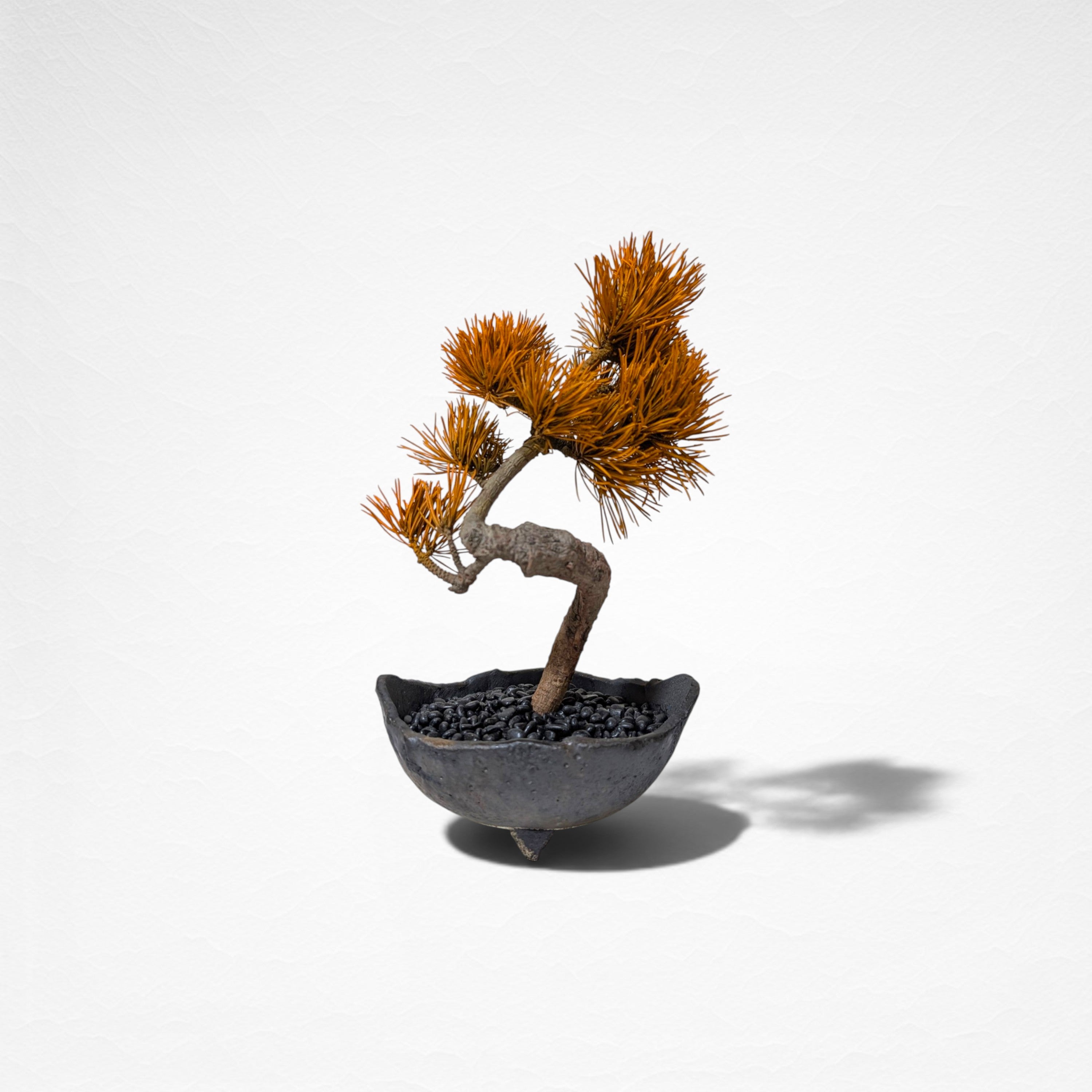 【TOKIWA BONSAI】 プリザーブド盆栽 松 T260613