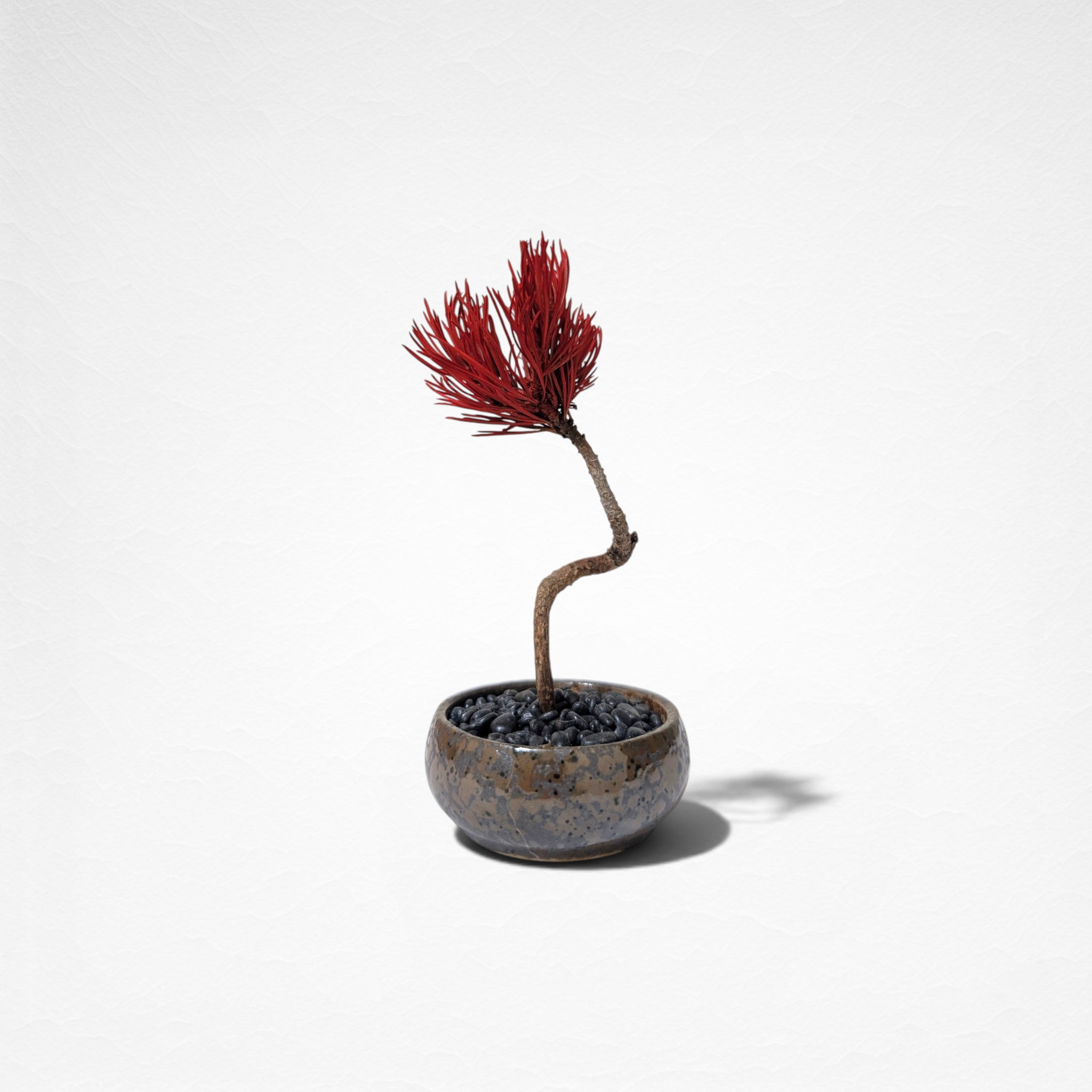 【TOKIWA BONSAI】 プリザーブド盆栽 松 T260614